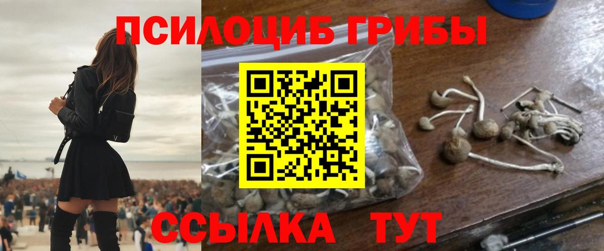 Псилоцибиновые грибы Psilocybine cubensis Верхняя Пышма